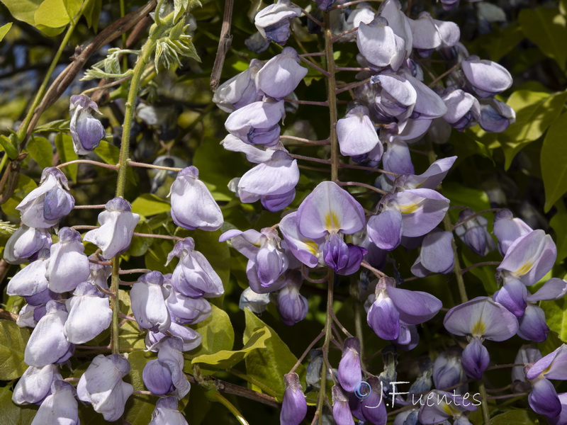 Wisteria floribunda.03