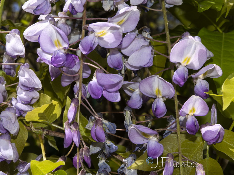 Wisteria floribunda.04