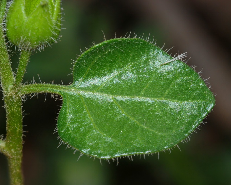 Withania frutescens.05