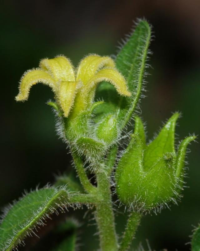 Withania frutescens.11