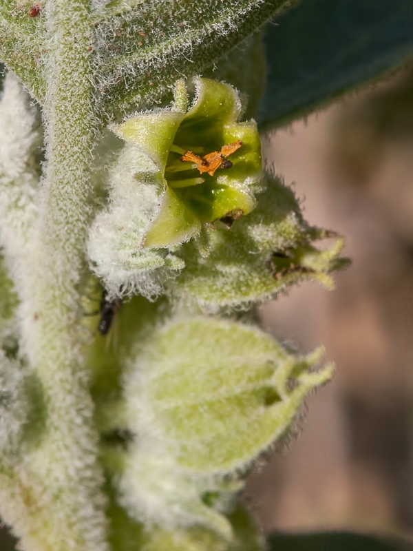 Withania somnifera.08