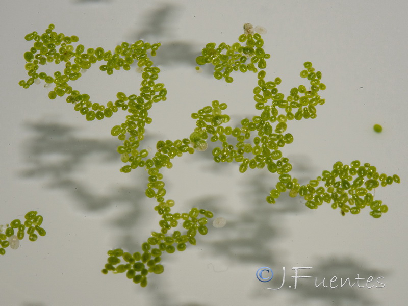 Wolffia arrhiza.03