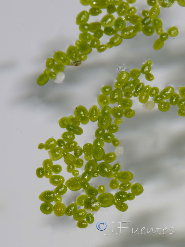 Wolffia arrhiza.05