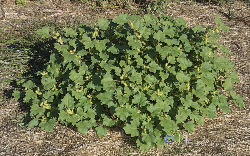 Xanthium orientale italicum.01