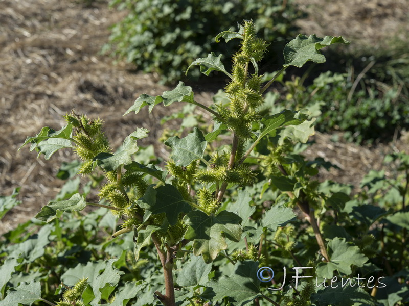 Xanthium orientale italicum.02