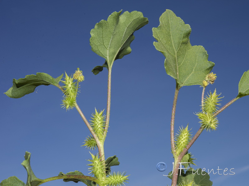 Xanthium orientale italicum.03