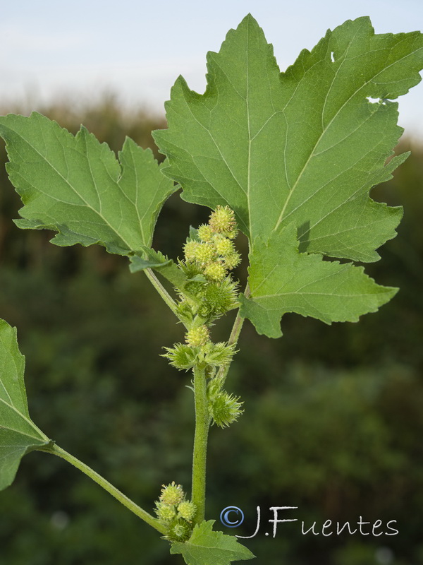 Xanthium orientale italicum.06