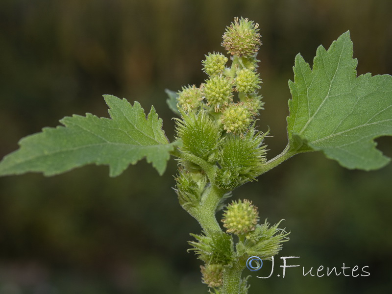 Xanthium orientale italicum.07