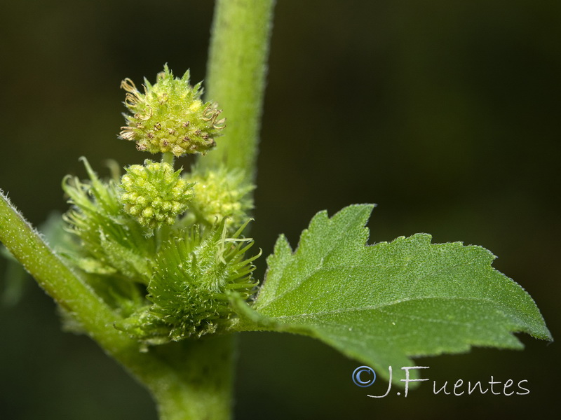 Xanthium orientale italicum.08