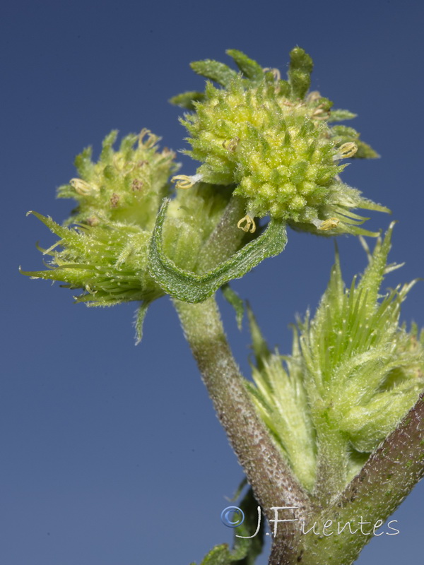 Xanthium orientale italicum.10