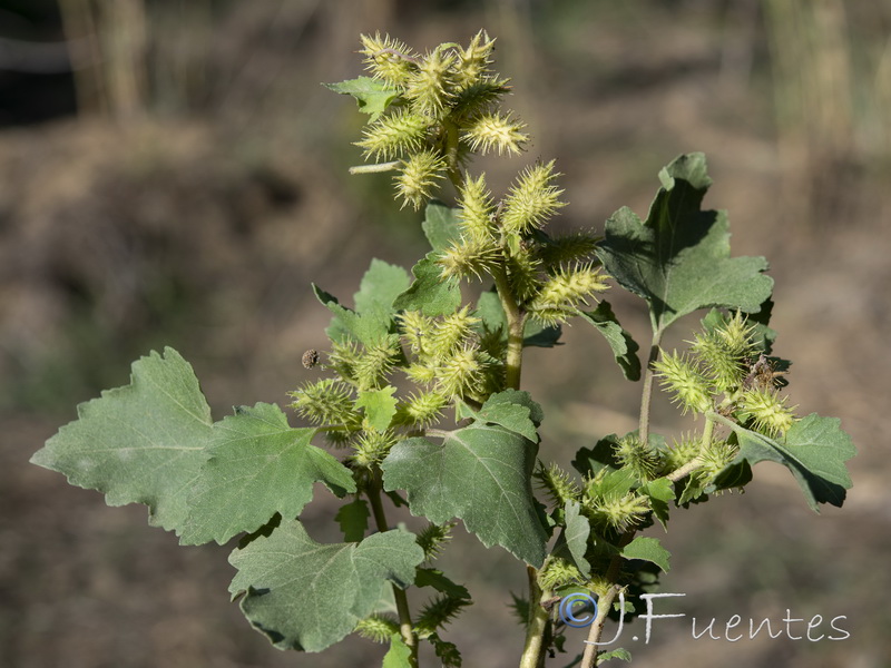 Xanthium orientale italicum.11