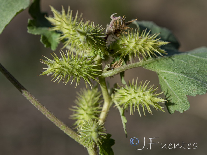 Xanthium orientale italicum.12