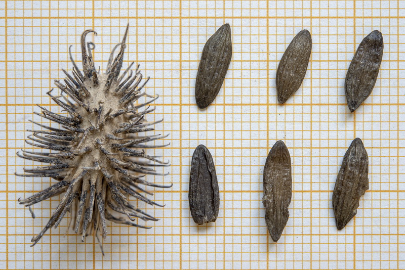 Xanthium orientale italicum