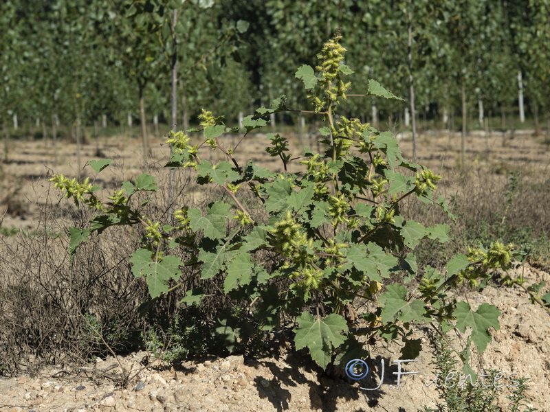 Xanthium orientale orientale.01