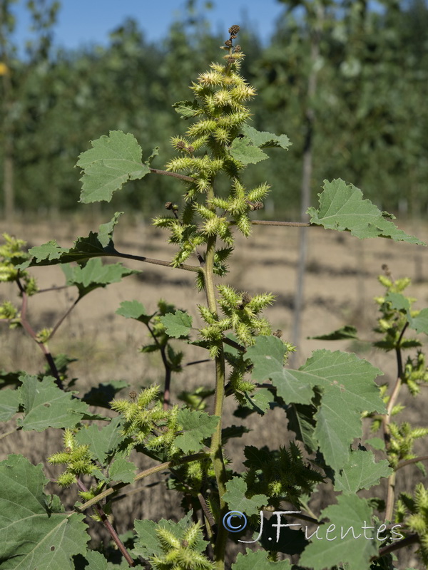 Xanthium orientale orientale.02