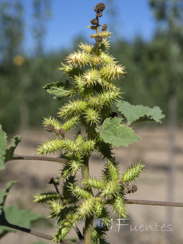 Xanthium orientale orientale.03