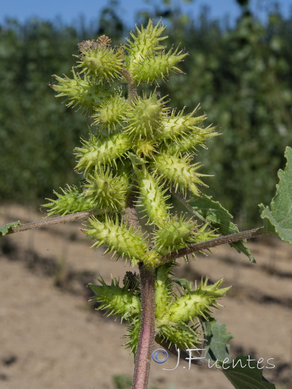 Xanthium orientale orientale.04