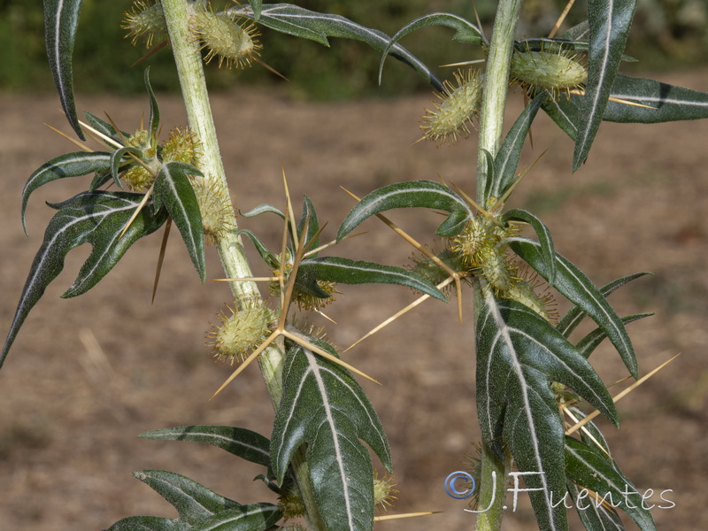 Acanthoxanthium spinosum.02