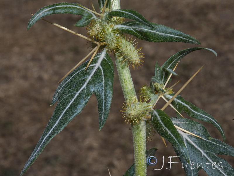 Acanthoxanthium spinosum.04