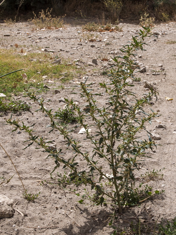 Xanthium spinosum.01