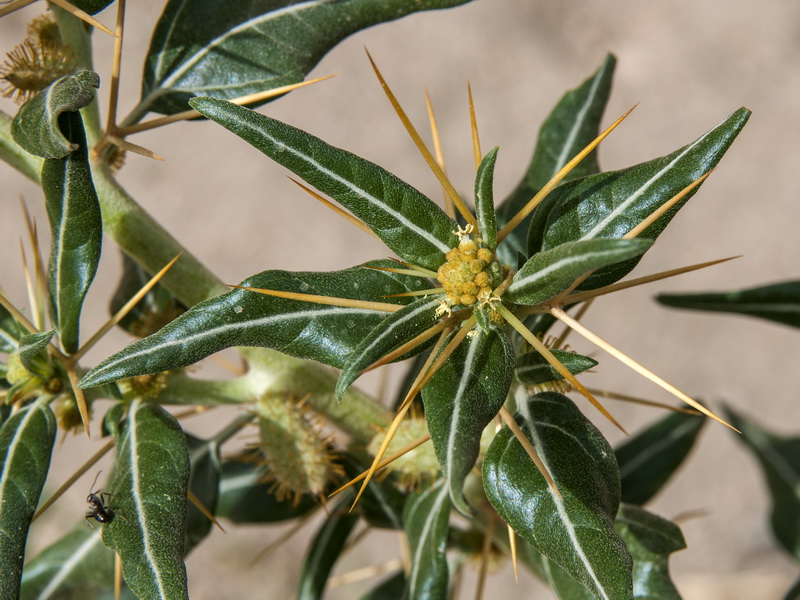 Xanthium spinosum.05