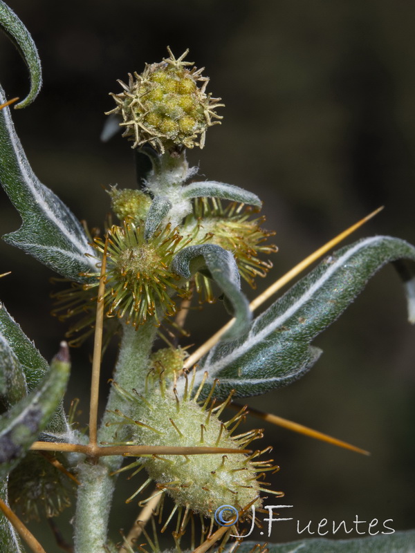 Xanthium spinosum.12