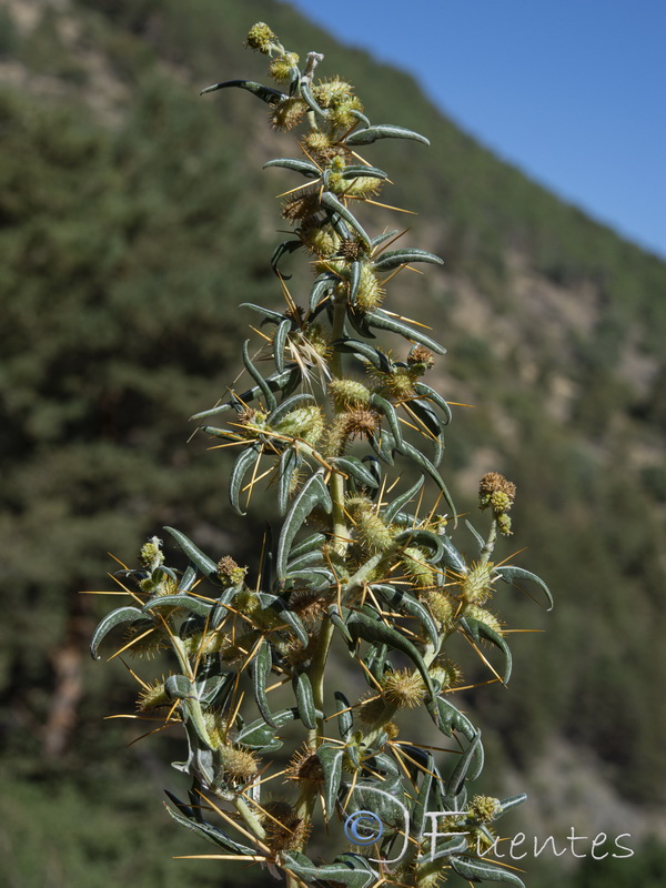 Xanthium spinosum.13