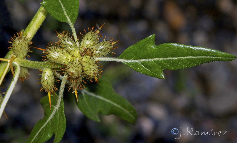 Xanthium spinosum.16