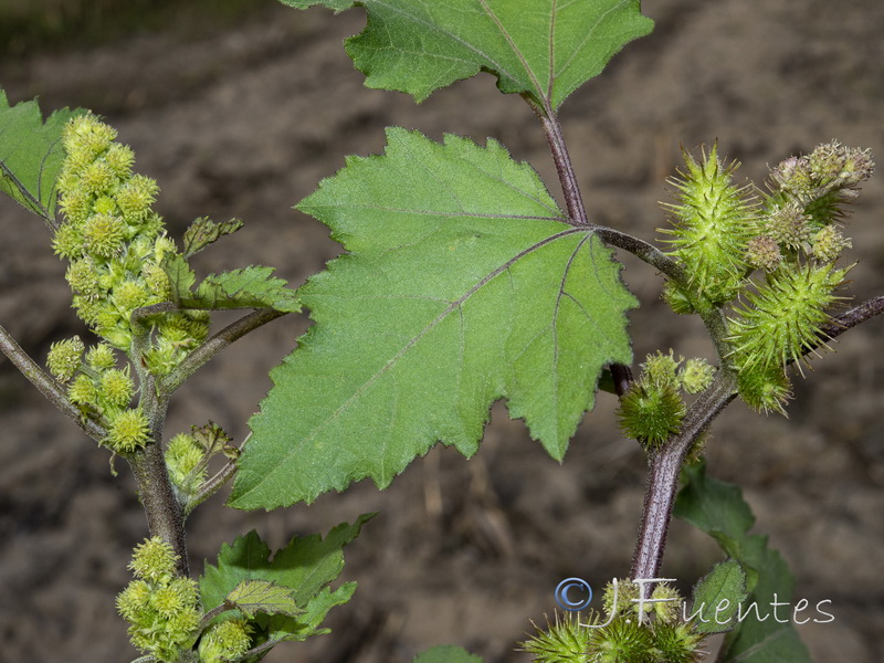 Xanthium strumarium brasilicum.02