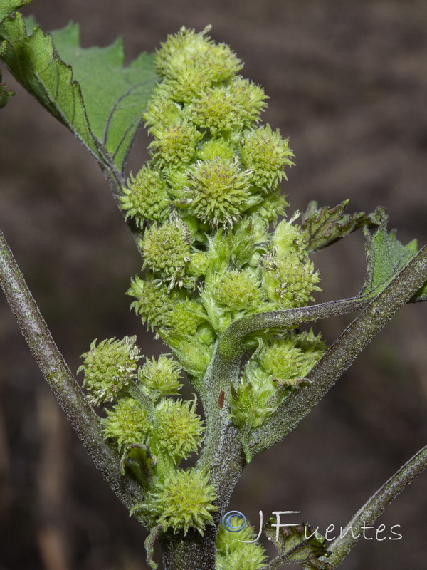 Xanthium strumarium brasilicum.05