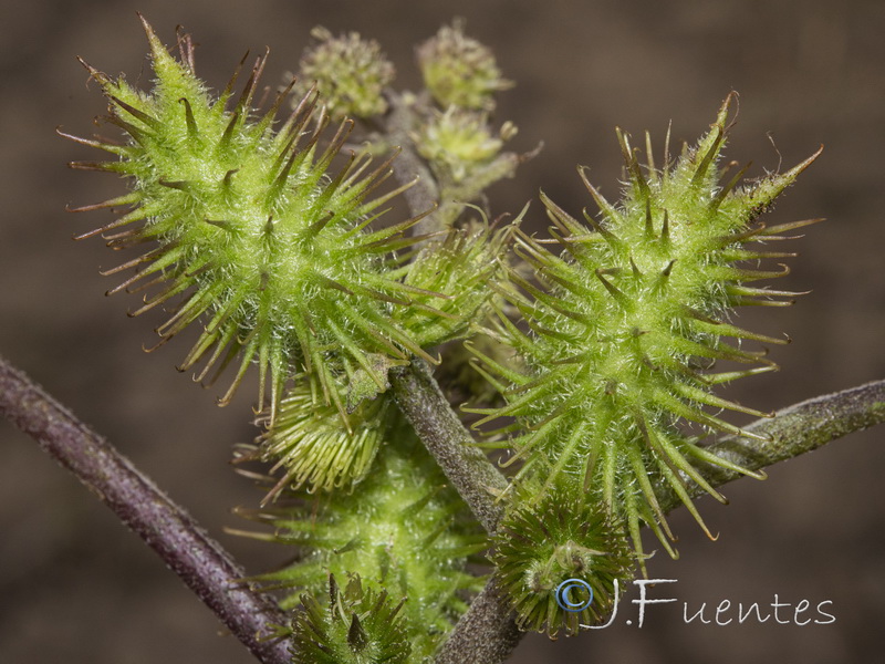 Xanthium strumarium brasilicum.06
