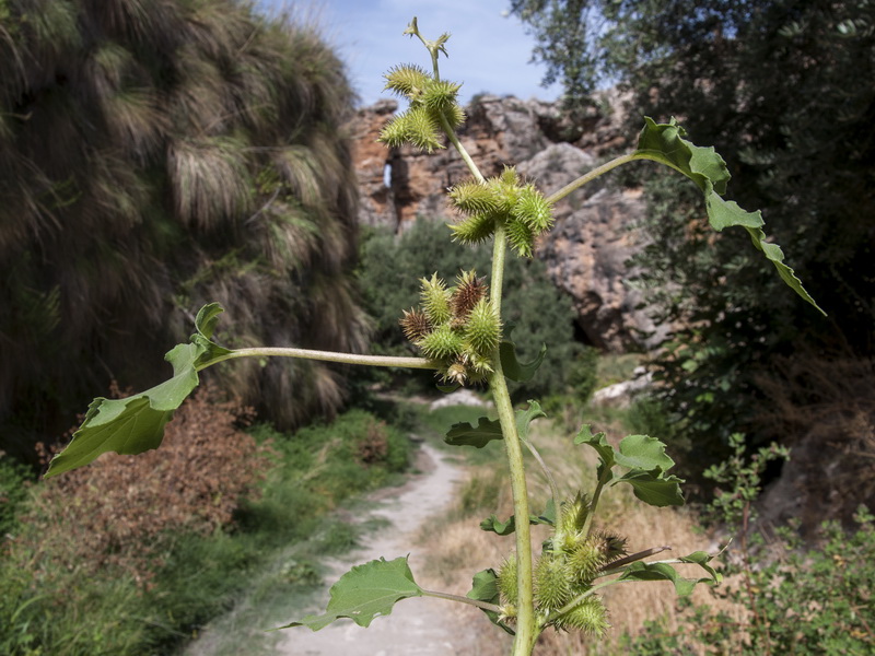 Xanthium strumarium strumarium.01