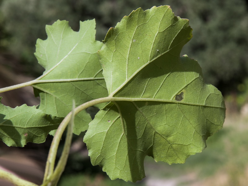 Xanthium strumarium strumarium.02