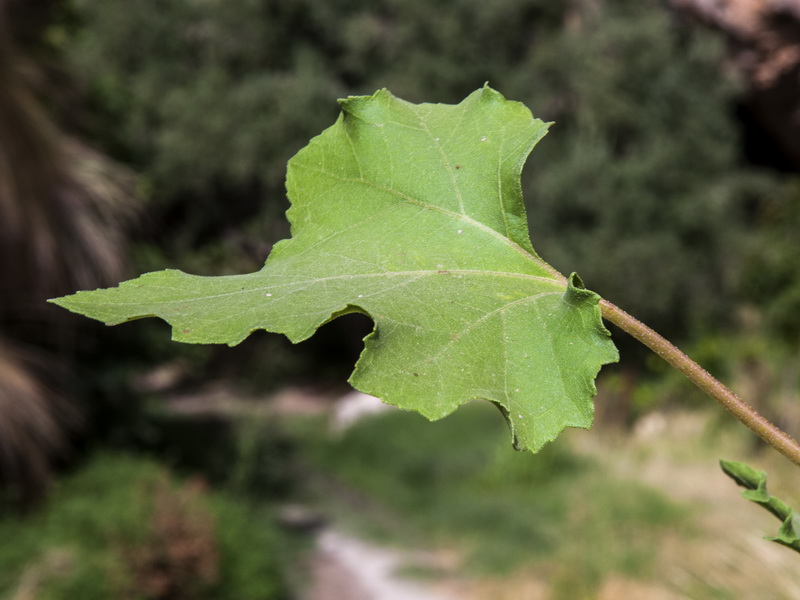 Xanthium strumarium strumarium.03