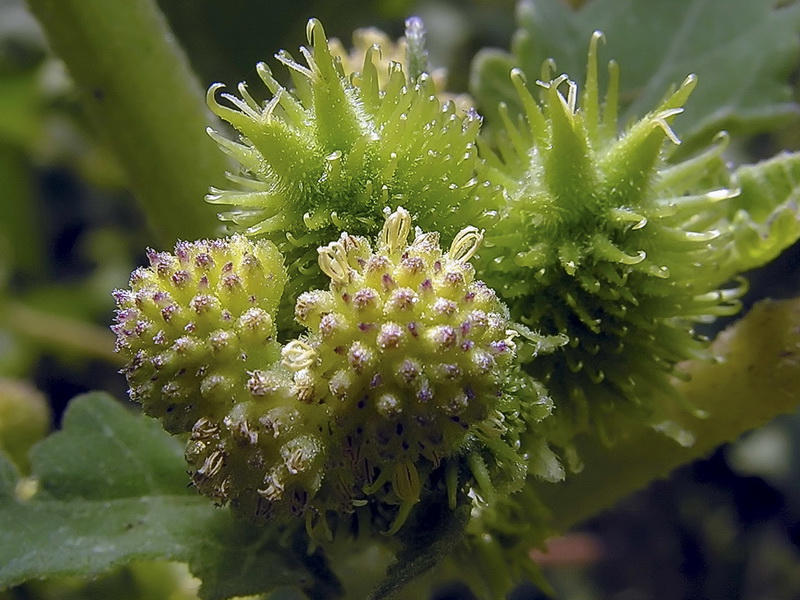 Xanthium strumarium strumarium.04