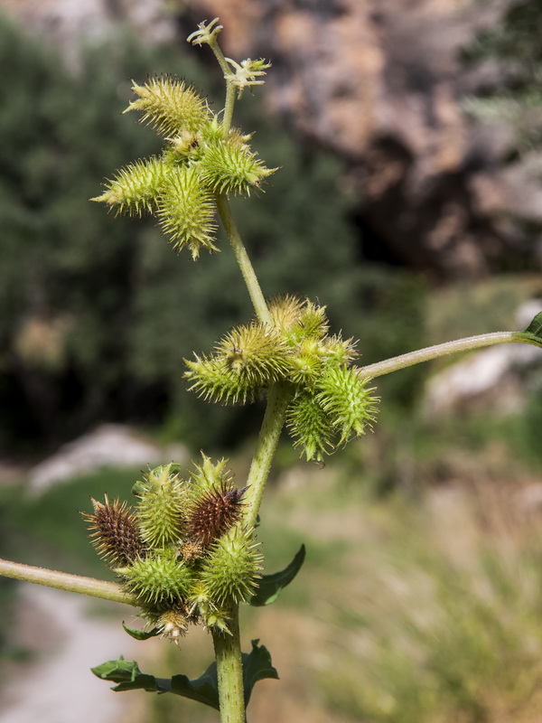 Xanthium strumarium strumarium.05