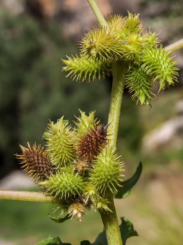 Xanthium strumarium strumarium.06