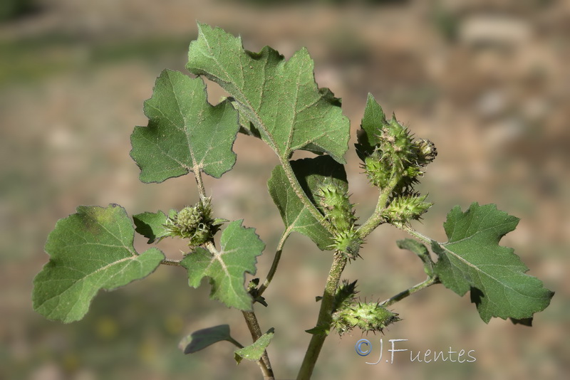 Xanthium strumarium strumarium.08