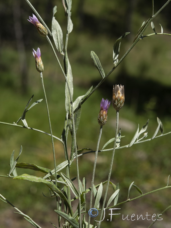 Xeranthemum cylindraceum.01