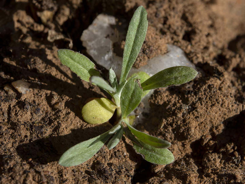 Xeranthemum cylindraceum.01a