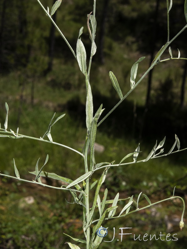 Xeranthemum cylindraceum.02