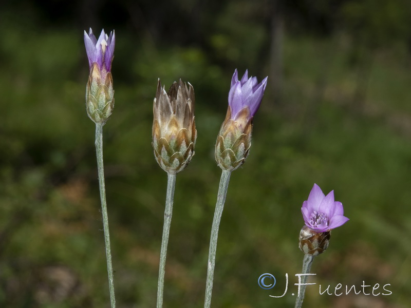 Xeranthemum cylindraceum.03