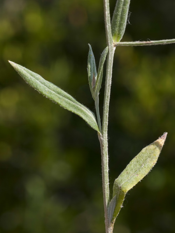 Xeranthemum inapertum.02