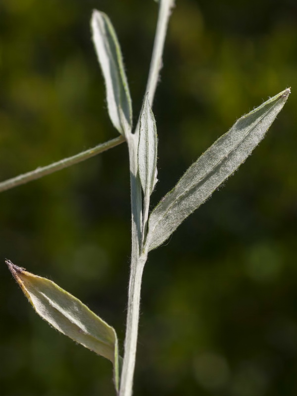 Xeranthemum inapertum.03