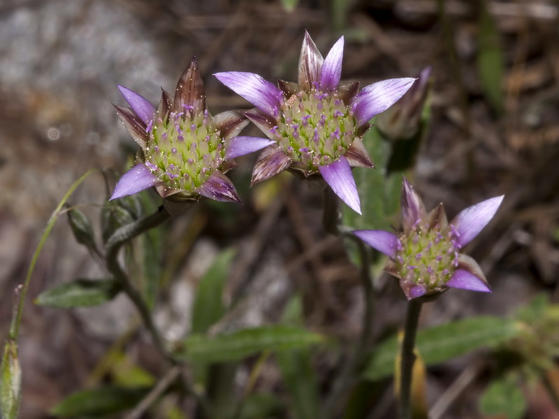 Xeranthemum inapertum.04