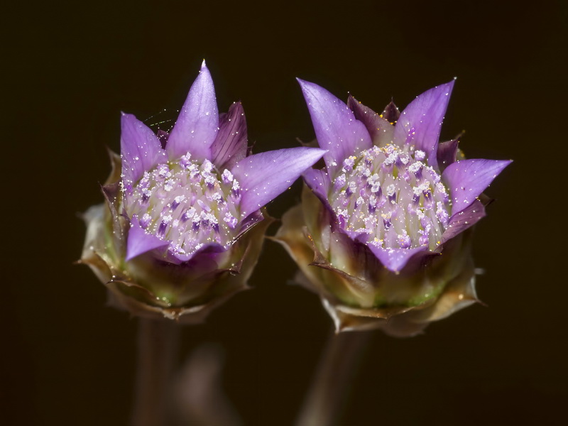 Xeranthemum inapertum.05