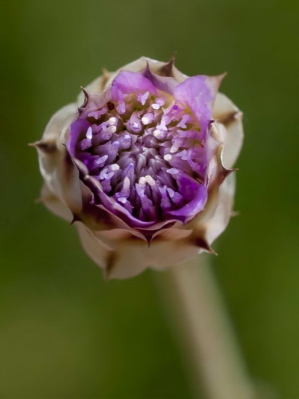 Xeranthemum inapertum.06