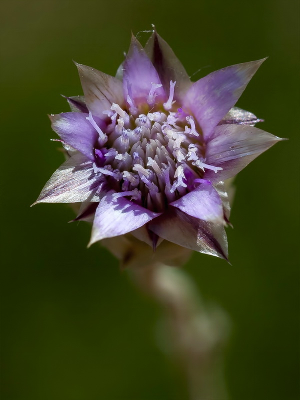 Xeranthemum inapertum.07