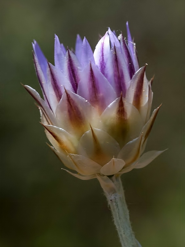 Xeranthemum inapertum.10