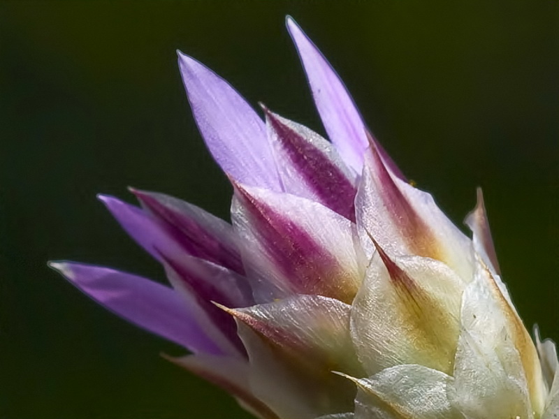 Xeranthemum inapertum.13